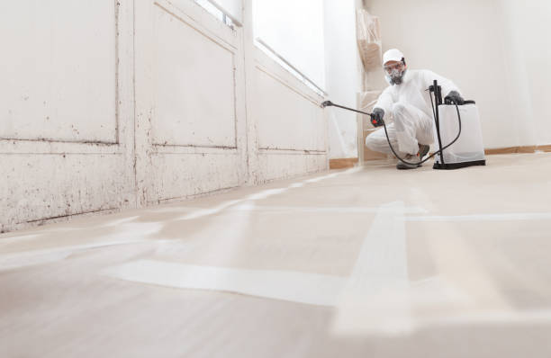 24/7 Emergency Black Mold Remediation experts in Pine Brook, NJ