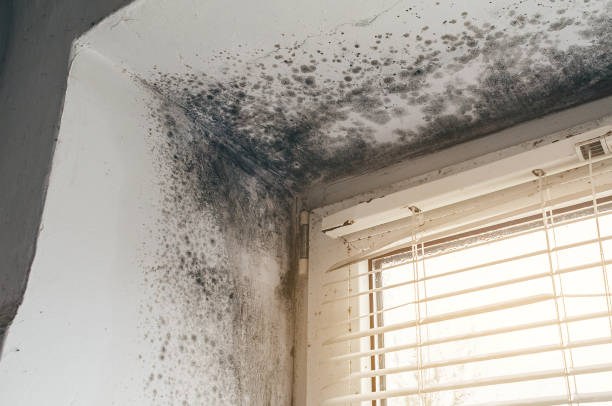 Affordable Black Mold Remediation solutions in Pine Brook, NJ