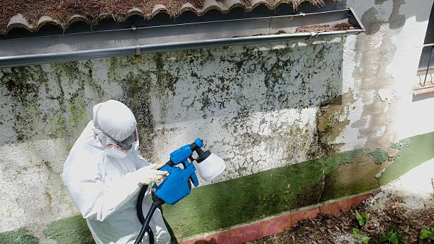 Top rated local Black Mold Remediation specialists in Pine Brook, NJ